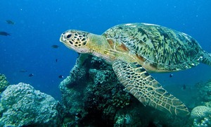 Green sea turtle