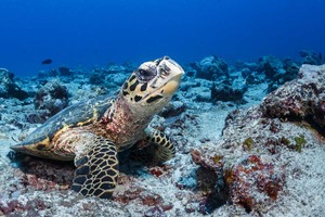 Hawksbill sea turtle