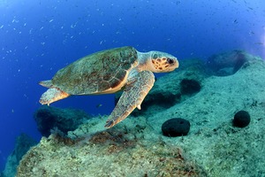 Loggerhead Sea Turtle