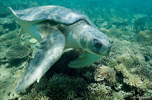 Flatback sea turtle