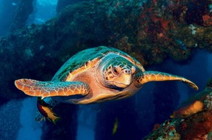 Kemp's Ridley Sea Turtle