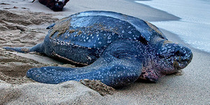 Leatherback sea turtle