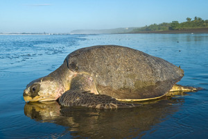 Olive Ridley sea turtle