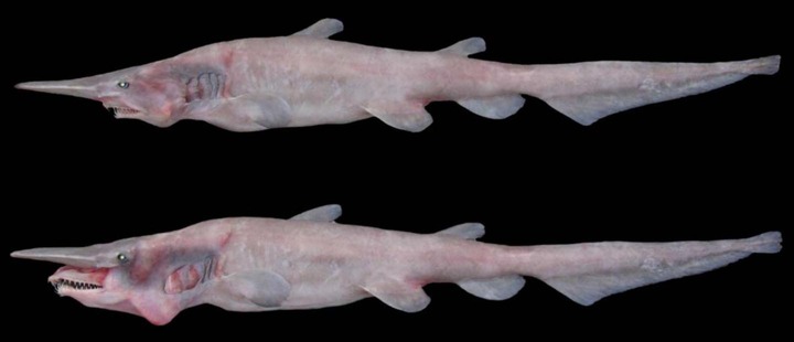 The Goblin Shark, which bears resemblance to a wet sock