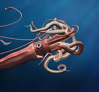 Colossal Squid