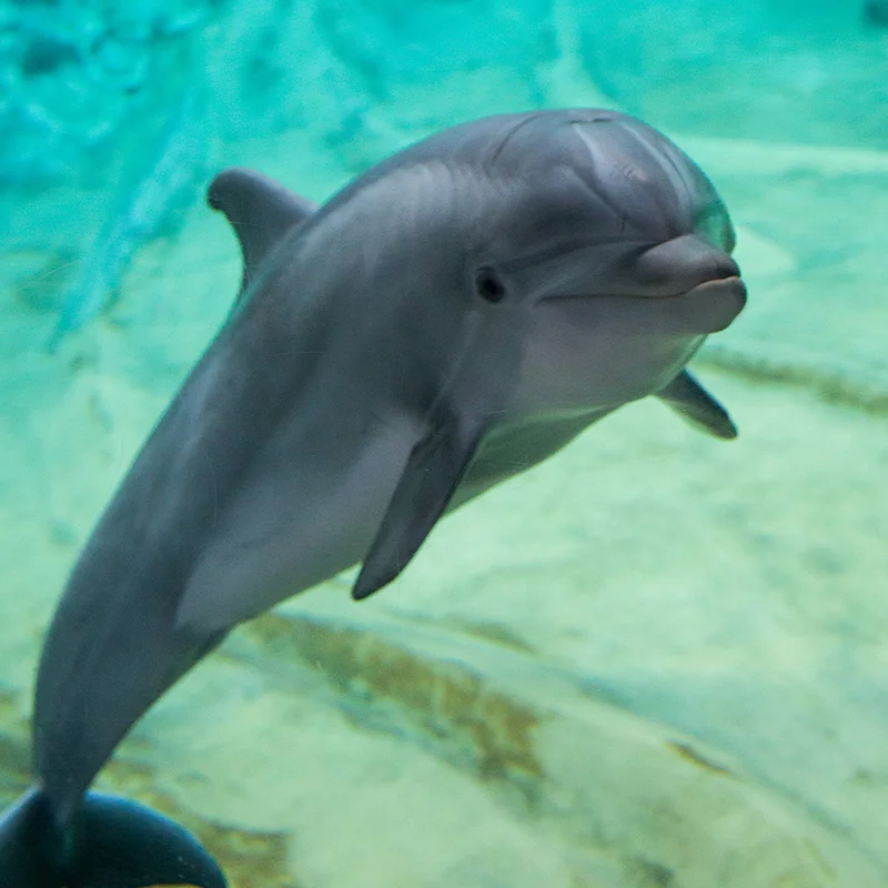 cute bottlenose dolphin