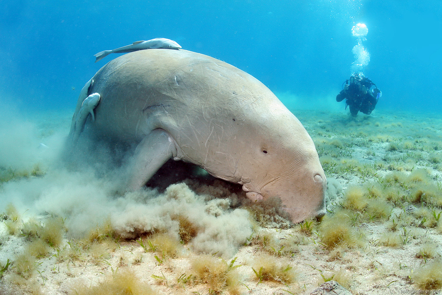 Dugong