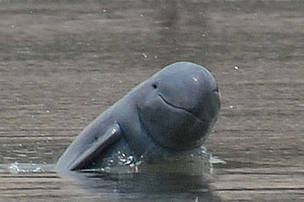 irrawaddy dolphin